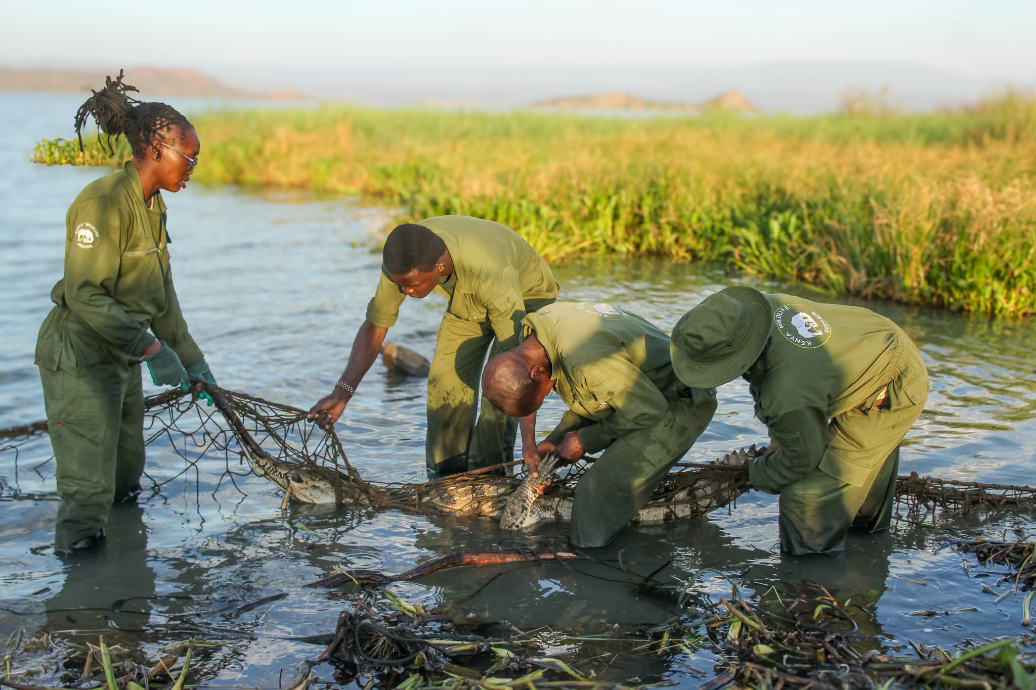 KWS Relocates Crocodiles from Lake Baringo as Rising Waters Fuel Human-Wildlife Conflict