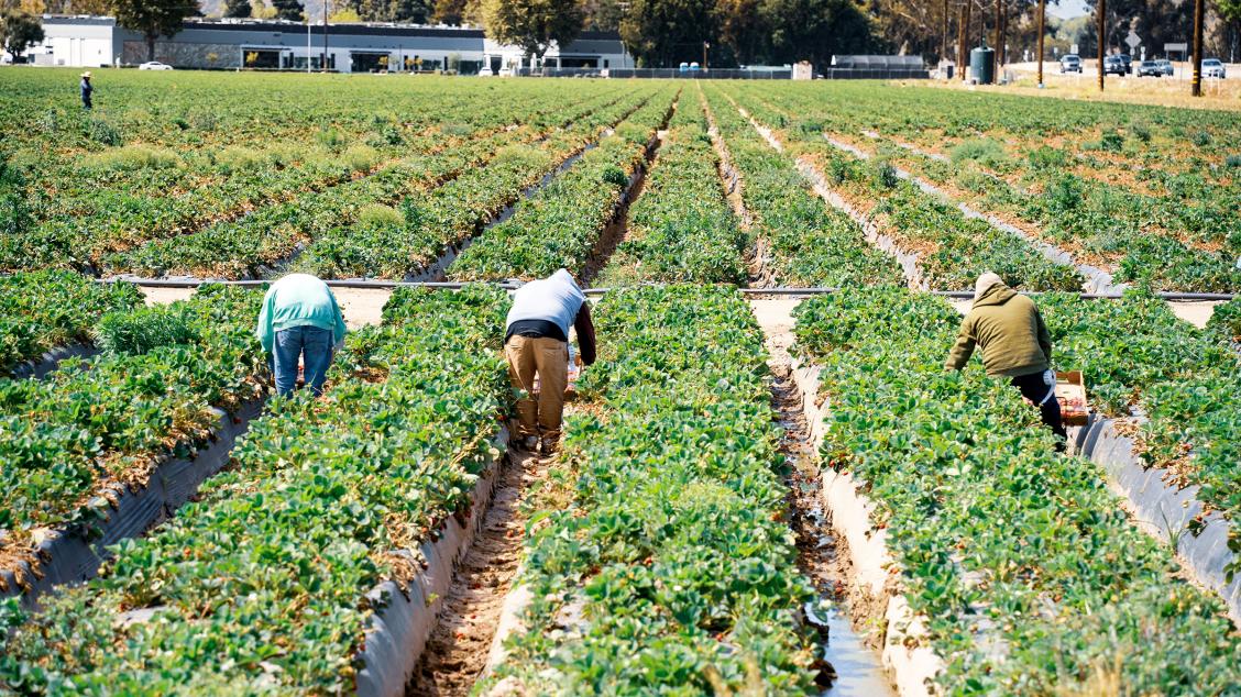 migrant workers in US