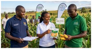 Uasin Gishu Partners with CGA and Bayer to Boost Maize Yields