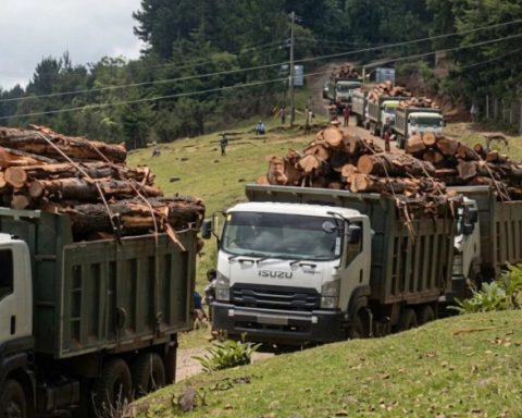 Sawmillers Defend Harvesting of Mature Plantations, Say It’s Not Deforestation