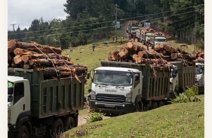 Sawmillers Defend Harvesting of Mature Plantations, Say It’s Not Deforestation