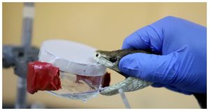 Kenya's first East Africa-Specific snake antivenom expected by year-end
