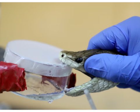 Kenya's first East Africa-Specific snake antivenom expected by year-end
